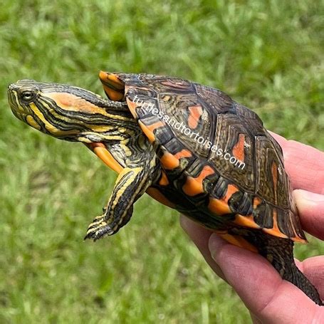 D’Orbigny’s Slider (Trachemys Dorbigni) CB 2020 Slider Turtle by ...