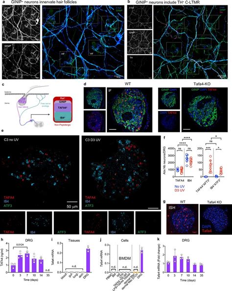 Ginip Sensory Neurons Innervate Hair Follicles And Release Tafa In