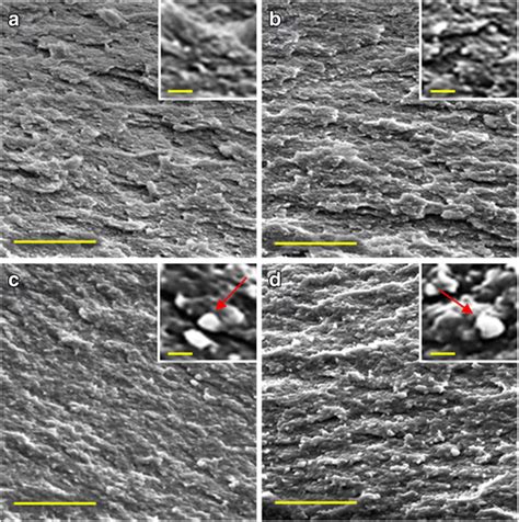 Cryo SEM Images Of Cross Sections Of HPMC Films Without ZNP A Or With