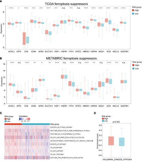 Frontiers Development And Validation Of A Combined Hypoxia And