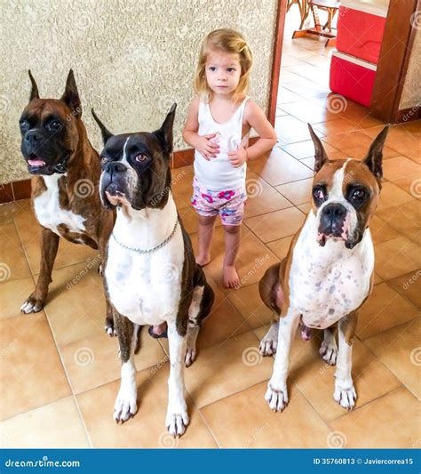 Are Boxer Dogs Good With Children