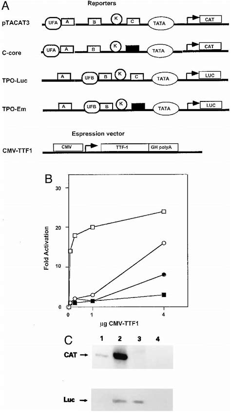 TTF 1 Activates Transcription Of Tg And TPO Promoters In HeLa Cells A