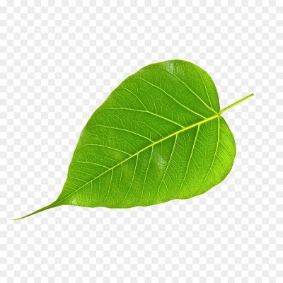 Peeple Leaf4727 Pngsource