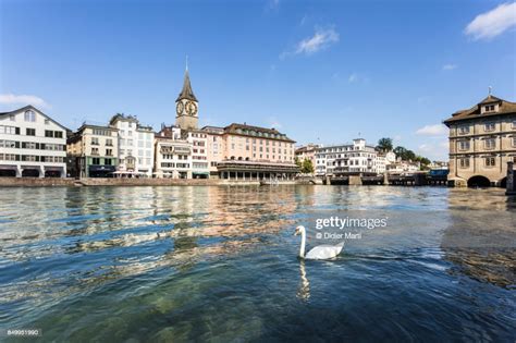 White Swan On The Limmat River In The Heart Of Zurich High Res Stock