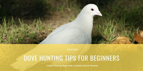 Dove Hunting Tips for Beginners- Your Guide to Hunting Doves Like a Pro