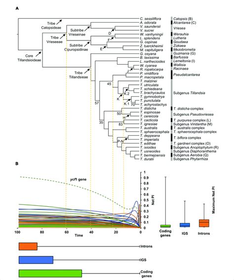 A Phylogenetic Relationships Obtained From The Iq Tree Ml Analysis