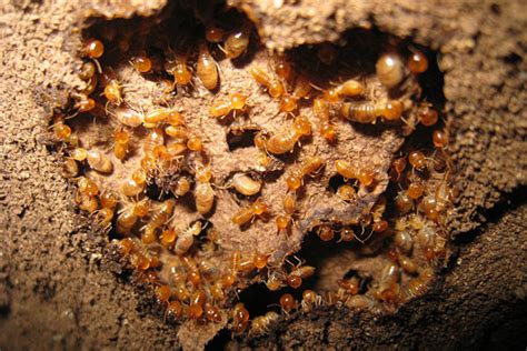 What Are Termite Mounds? And Why Should You Care?