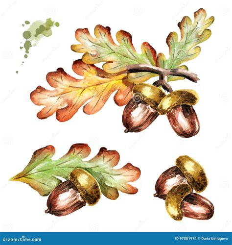 Acorns Set Watercolor Illustration Stock Illustration Illustration