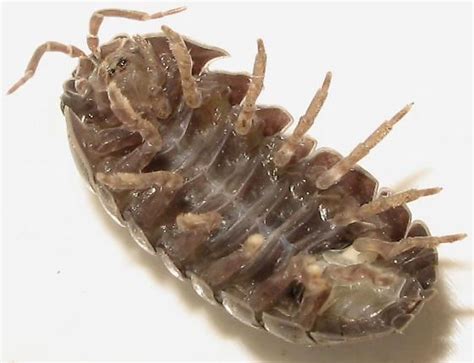 Armadillidiidae Alchetron The Free Social Encyclopedia