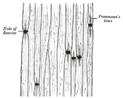 Nervous System Histology Illustrations - Nerve fibers (labels) - histology illustration