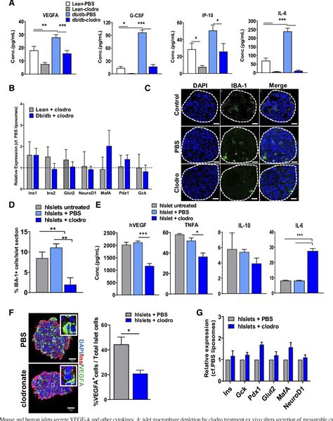 Figure From Islet Macrophages Are Associated With Islet Vascular