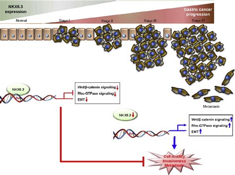 Nkx63 Is A Transcription Factor For Wntβ Catenin And Rho Gtpase