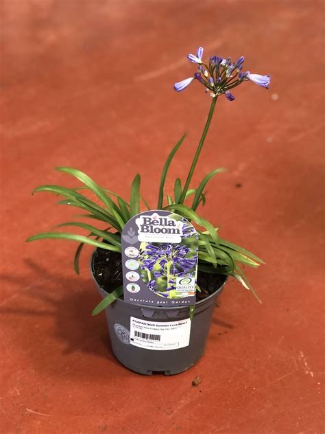 Agapanthus Summer Love New Blue D And M Garden Centre