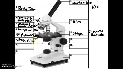 Compound Light Microscopes Parts And Functions Youtube