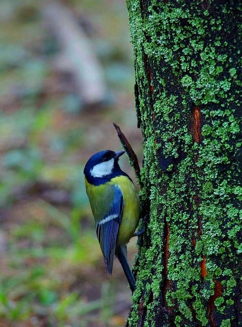 Flickriver Searching For Photos Matching Tits