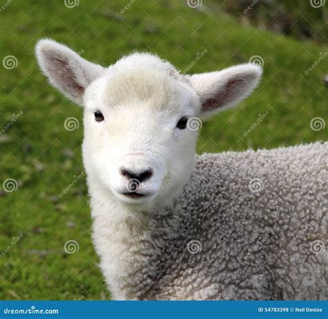 A Cute Baby Lamb on the Farm Stock Photo - Image of life, grass: 54783398