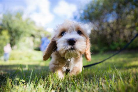 Poogle Wonders: The Enchanting World of Beagle-Poodle Hybrids! - The Oodle Guide