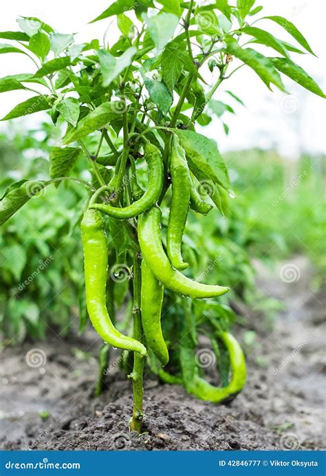 Pimentas Da Malagueta Picante Em Um Arbusto Imagem De Stock Imagem De