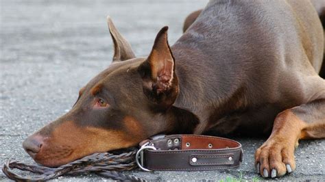 What Are The Benefits Of Cropping A Dogs Ears