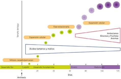 Estructura y composición de la uva y su contribución al vino Acenología