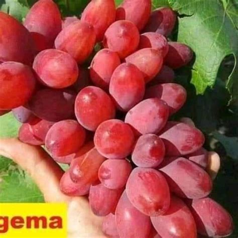 Bibit Anggur Import Bogema Hasil Grafting Cepat Berbuah Hasil