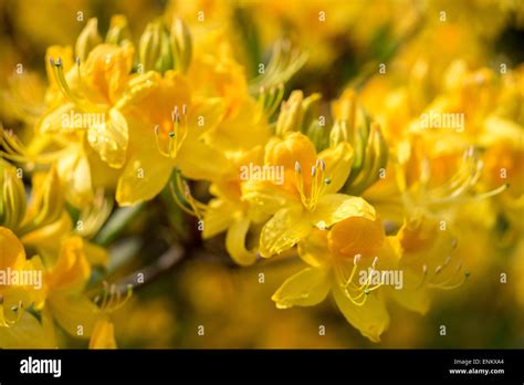 Yellow Azalea Rhododendron Luteum Flowers Close Up Fragrant Stock Photo