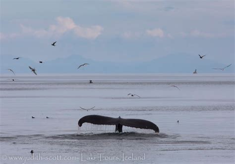 Whales in Iceland - What to Expect on a Whale Watching Tour in Iceland