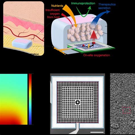 Electrocatalytic On Site Oxygenation Eco For Implantable Cell