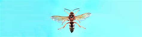 Cicada Killer Wasp Sting | Hot Sex Picture