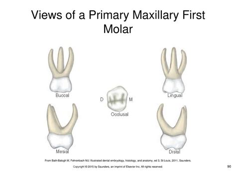 Maxillary First Molar Anatomy Anatomical Charts Posters