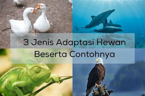 Jenis Adaptasi Hewan Beserta Contohnya