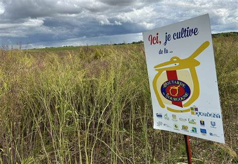 Quetigny La Culture De La Moutarde Semble Simplanter Durablement