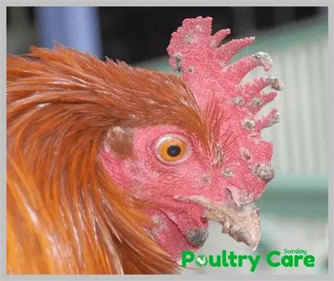 15 Most Common Chicken Diseases Symptoms And Treatment Poultry Care