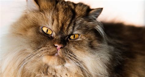 16 Long-Haired Cat Breeds – PureWow