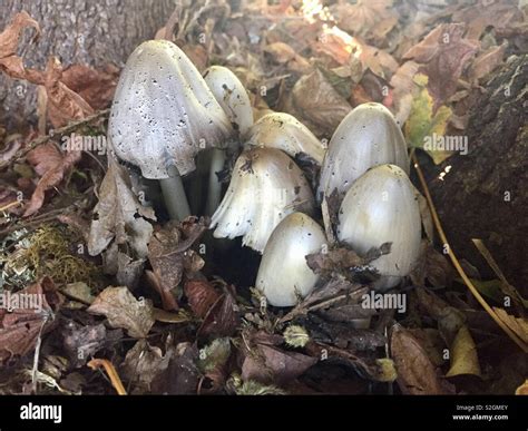 Mushrooms On The Forest Floor Stock Photo Alamy