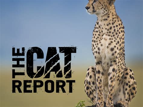 Prime Video The Cat Report