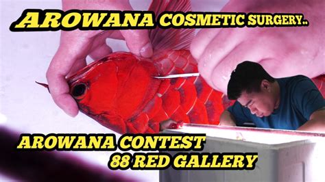 Arowana Cosmetic Surgery Arowana Contest 88 Red Gallery Youtube