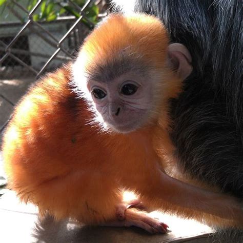 10 Facts about Capuchin Monkeys | Fact File