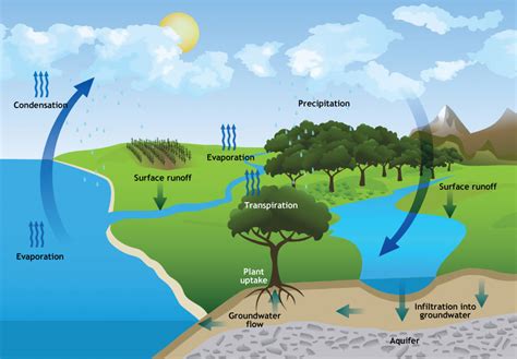 Guernsey Soil & Water Conservation District: Your Backyard Woods - the ...