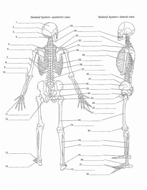 Axial Skeleton Coloring Worksheet