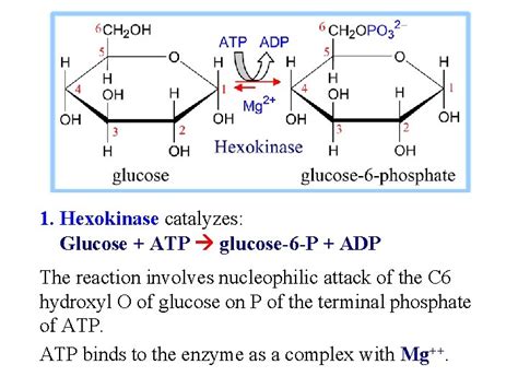 Biochemistry Of Metabolism Glycolysis Copyright 1998 2004 By