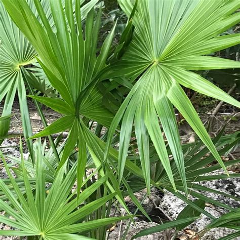 Buy Dwarf Palmetto Palm Trees Online At Ty Ty Plant Nursery Llc