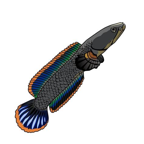 Snakehead Wallpapers Top Free Snakehead Backgrounds Wallpaperaccess
