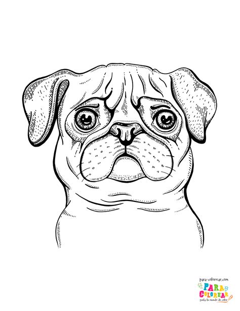 Dibujo De Perro Pug Para Colorear Para Colorear