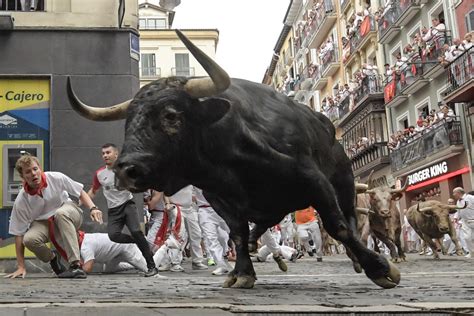 Ganaderias Para San Fermin Ania Maible