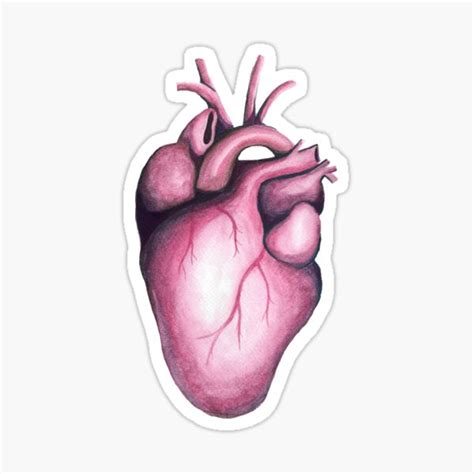 Anatomical Heart Sticker For Sale By Christinaashman Redbubble