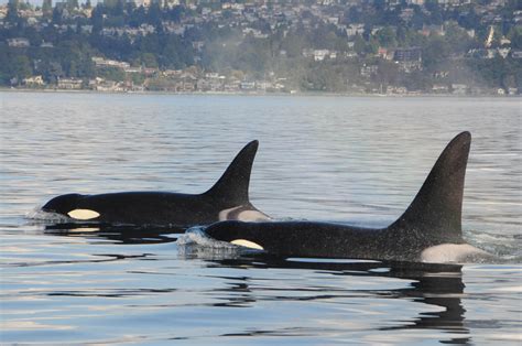 Toxic chemicals found in oil spills and wildfire smoke detected in killer whales