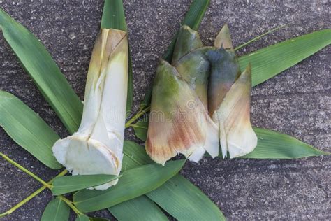 Fresh bamboo shoots stock image. Image of japanese, leaf - 60330073