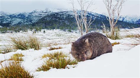 Wombat Wallpapers Wallpaper Cave