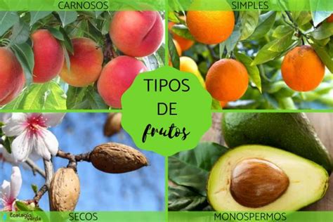 Tipos De Frutos Clasificaci N Y Caracter Sticas